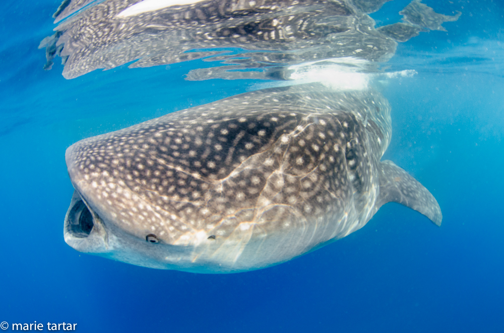 Whale shark, with surface reflection, Isla Mujeres