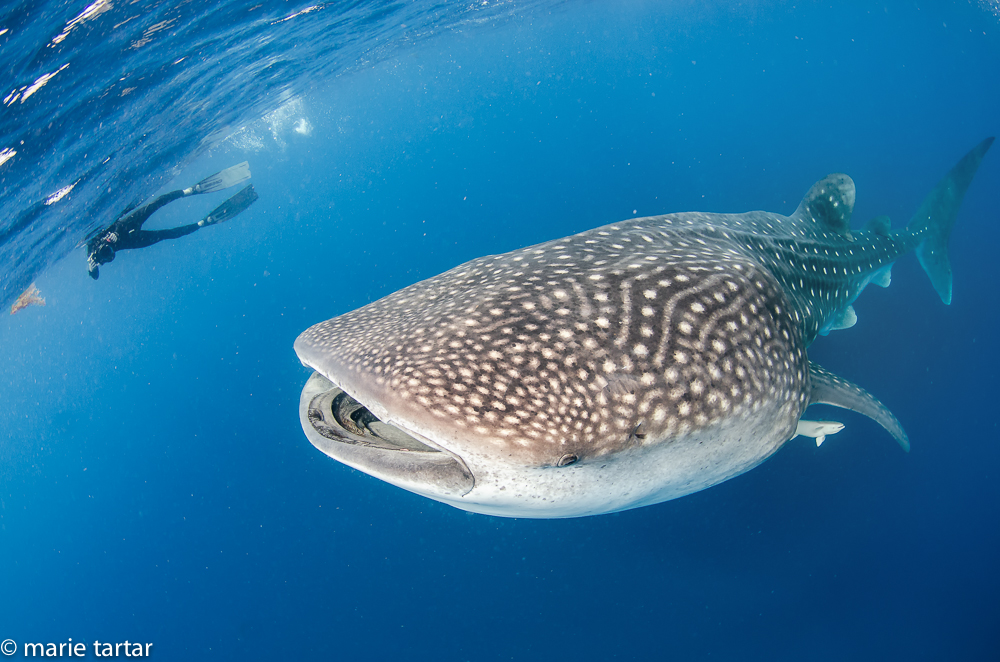 Whale shark, Isla Mujeres, with swimmer