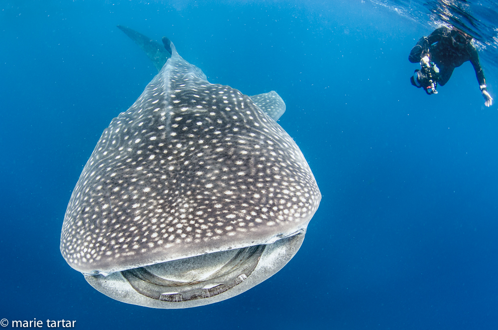 Whale shark, with swimmer
