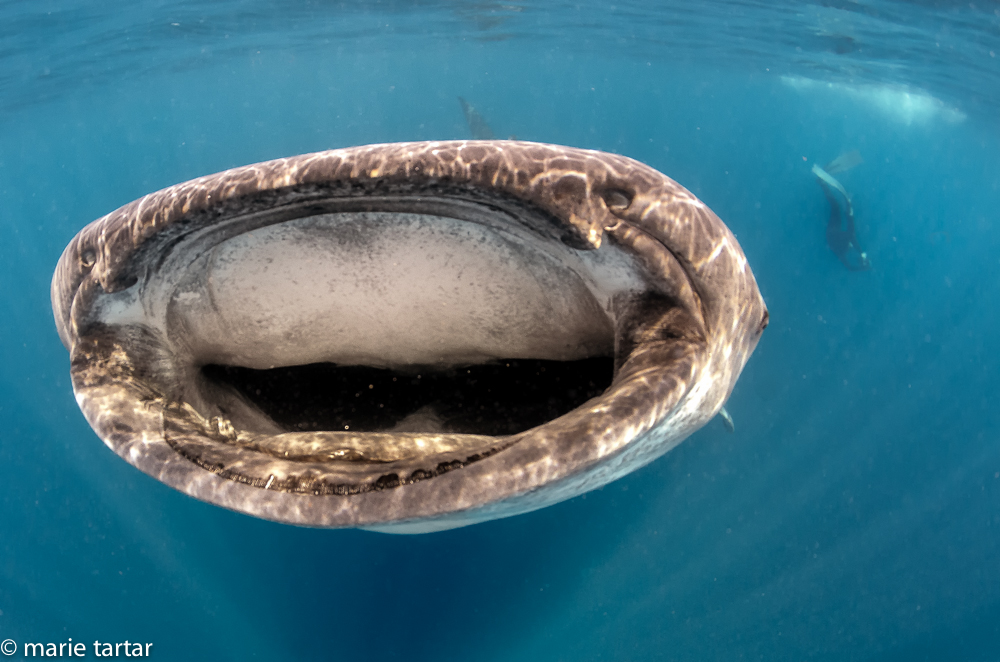 Huge open mouth, whale shark, Isla Mujeres, Mexico