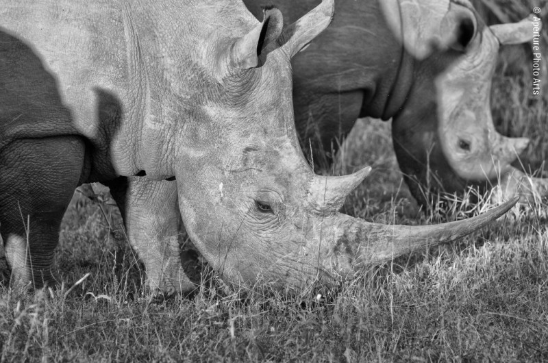 Rhinoceros, South Africa, Safari