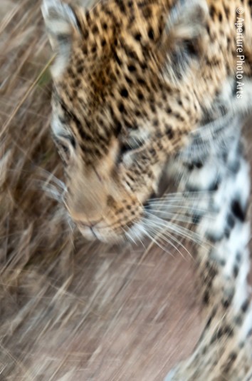Leopard, South Africa, Hunting