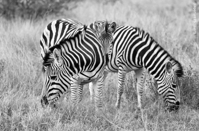 Zebras with foal, South Africa, Safari