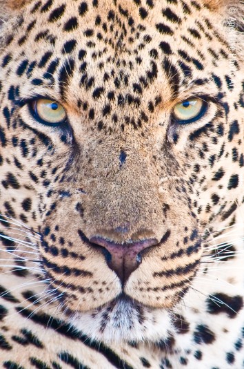Leopard, face, Safari, hunting, South Africa