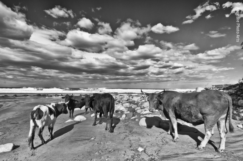 Cattle at the beach, on the sand, South Africa, Wild coast