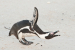 Magellanic penguin in Cape Town