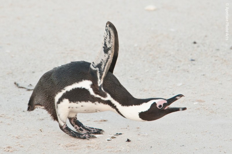 Magellanic penguin at the beach, south africa, cape town