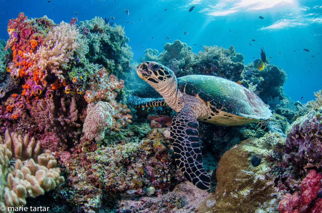 Turtle, coral reef, Indonesia