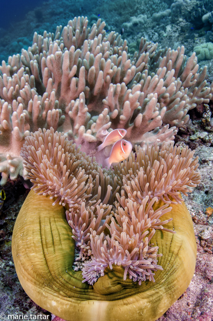 Rolled up anemone, with skunk anemonefish, Raja Ampat, Misool, Indonesia