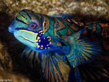 Mandarin fish, Indonesia