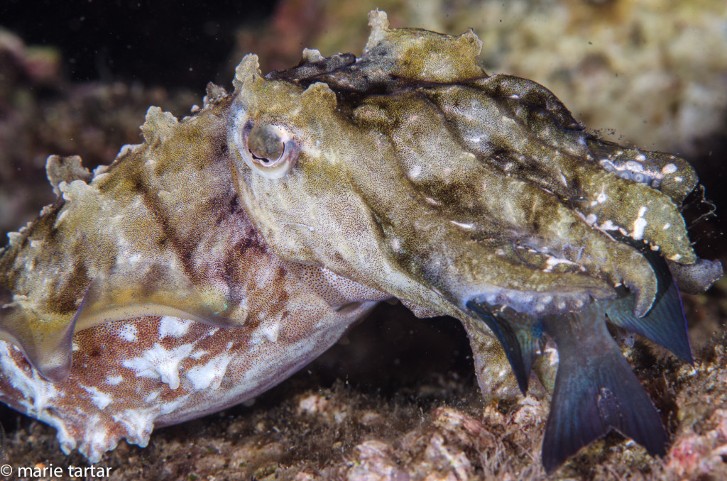 Cuttlefish eating damselfish, Indonesia, Ambon