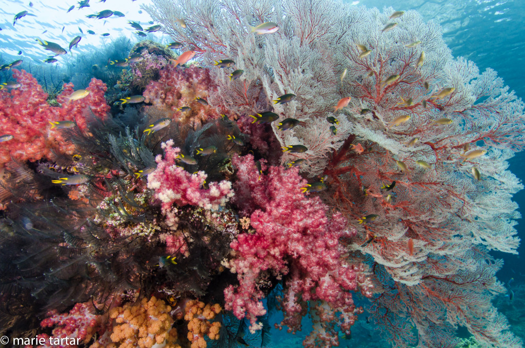 Seafans, soft corals, coral reef, Indonesia, Misool