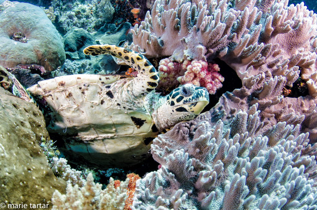 Turtle on coral reef, Indonesia, Raja Ampat, Misool