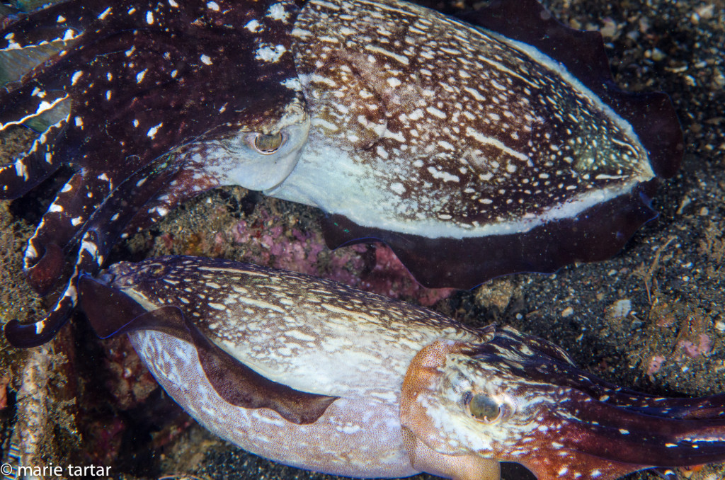Cuttlefish pair, Banda Sea, Indonesia