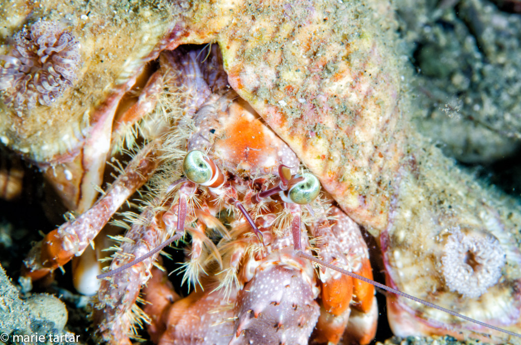 Anemone crab, Ambon, Indonesia