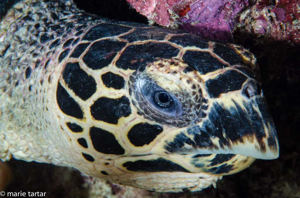 Turtle head, Indonesia