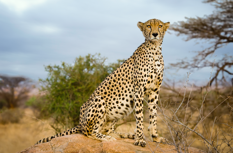 X200709 Kenya Cheetah