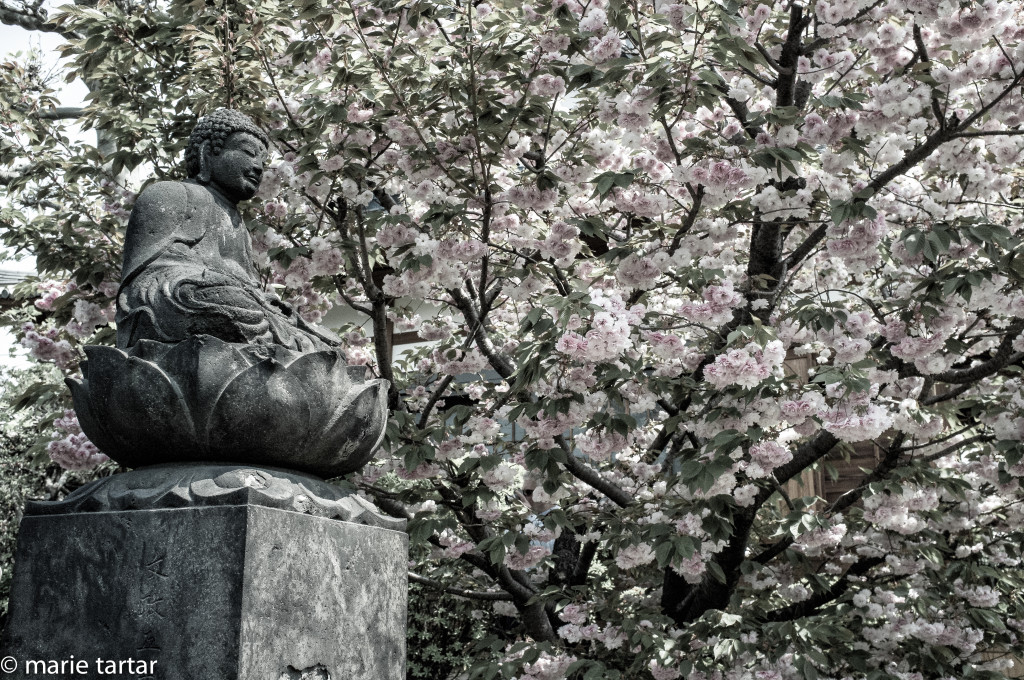 Sakura cherry blossoms and buddha in a temple in Tokyo