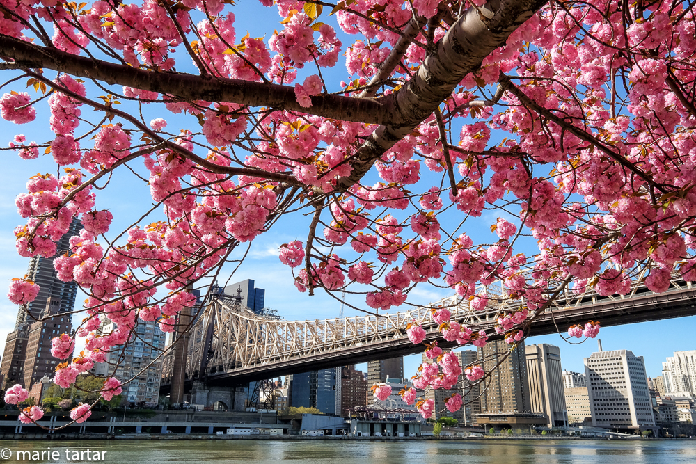 Queensboro Bridge and Manhattan skyline from Roosevelt Island in spring