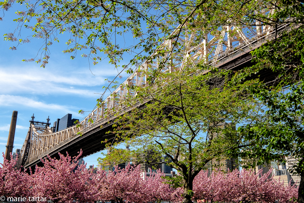Queensboro Bridge from Roosevelt Island in spring