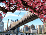 NYC in springtime with cherry trees in bloom