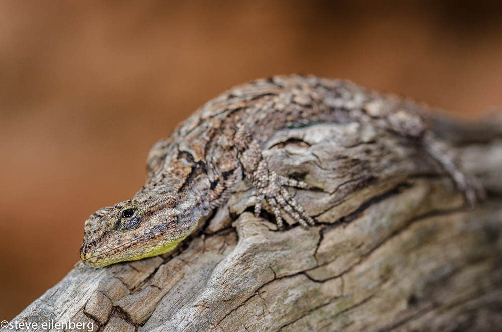 Lizard in West Fork of Oak Creek in Sedona