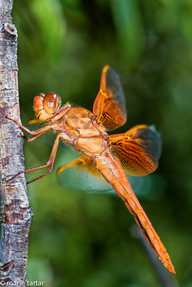 A dragonfly alights in West Fork of Oak Creek in Sedona