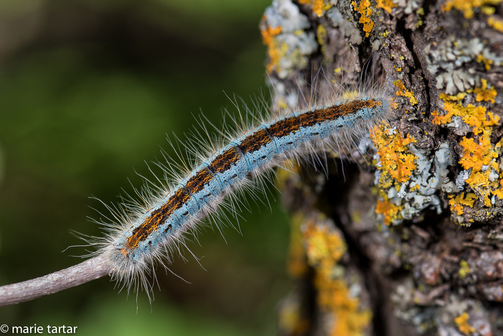 A caterpillar in West Fork of Oak Creek in Sedona