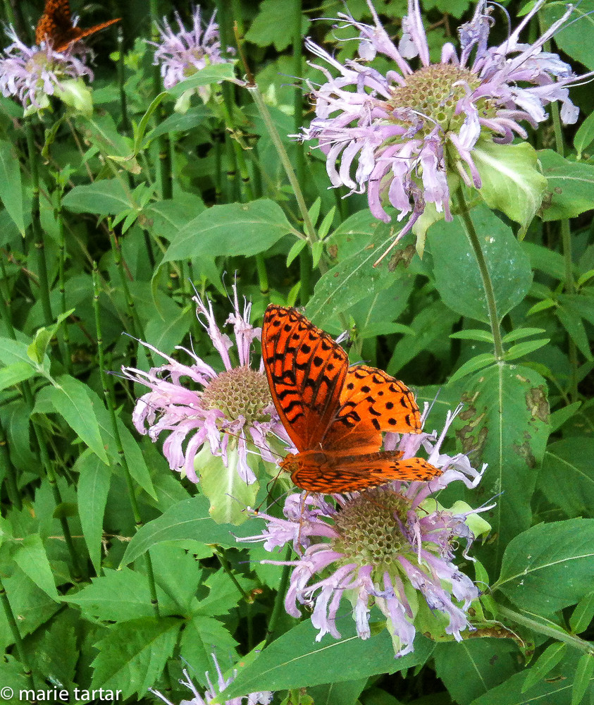 Butterfly on flower in West Fork of Oak Creek in Sedona