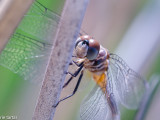 Dragonfly at Santee Lakes in SanDiego