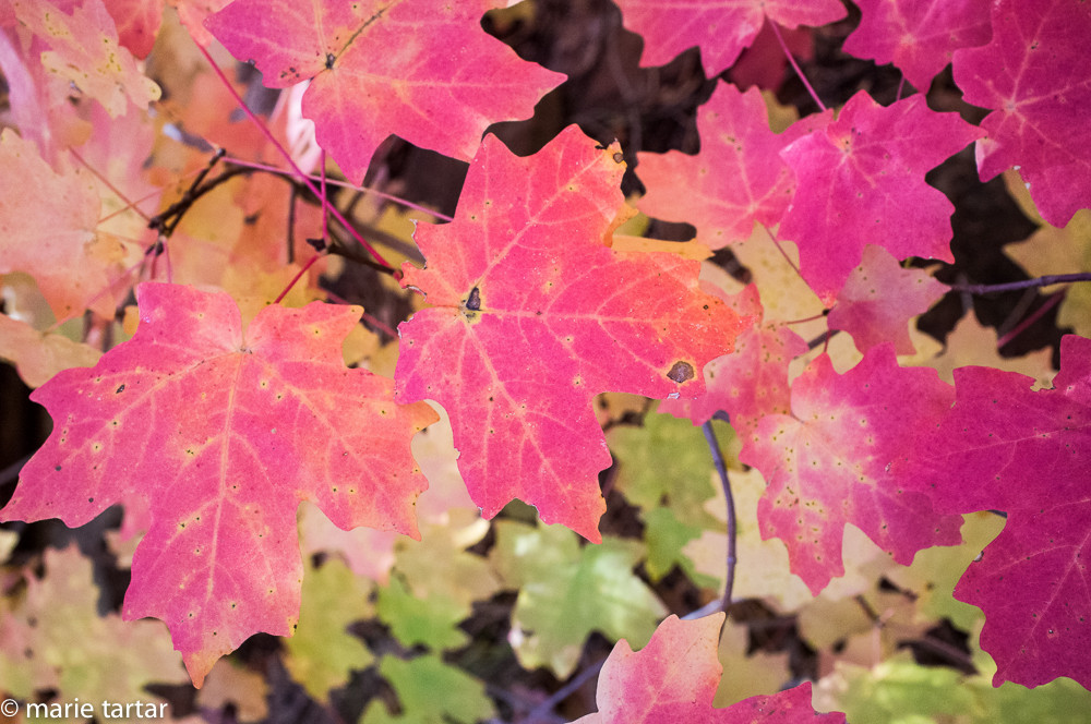Fall foliage in West Fork of Oak Creek in Sedona