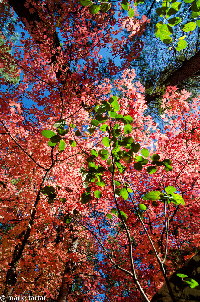 Fall color in West Fork of Oak Creek in Sedona
