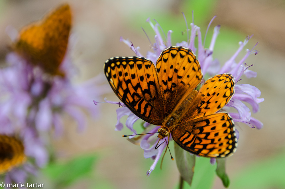 Butterfly feeding in West Fork of Oak Creek in Sedona, Arizona