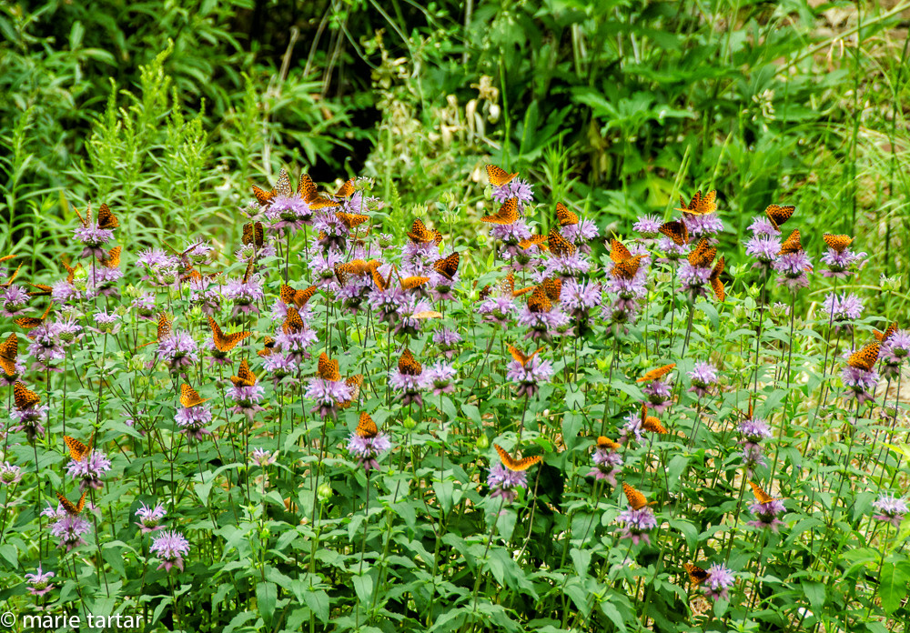 Butterflies in West Fork of Oak Creek, in Sedona, Arizona