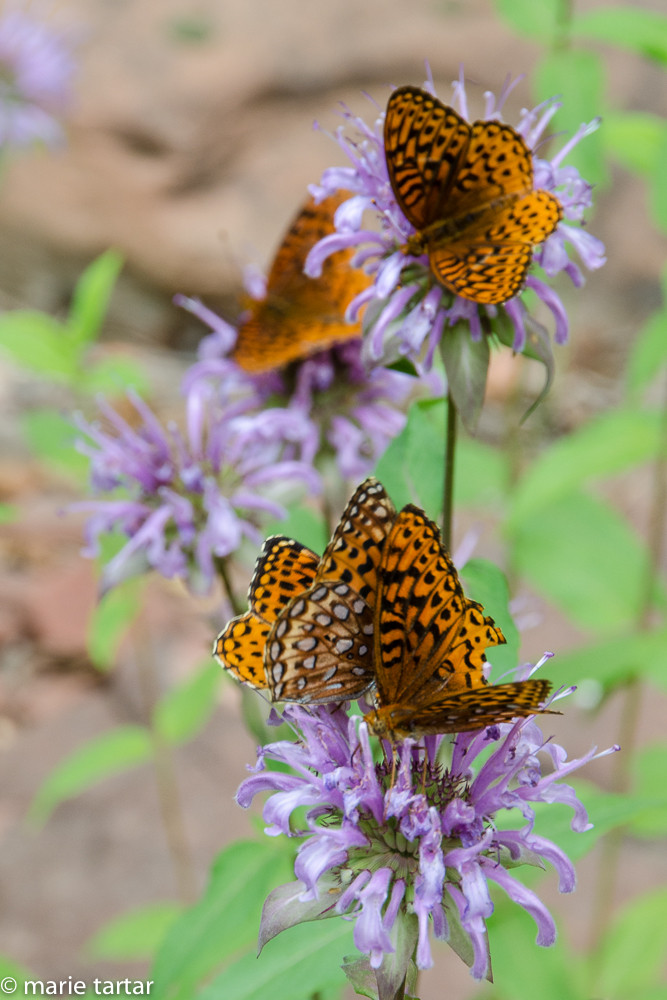 Butterflies busy feeding in West Fork of Oak Creek in Sedona, Arizona