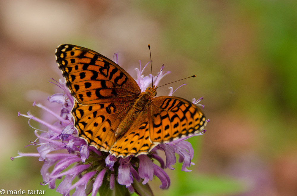 Butterfly in West Fork of Oak Creek in Sedona