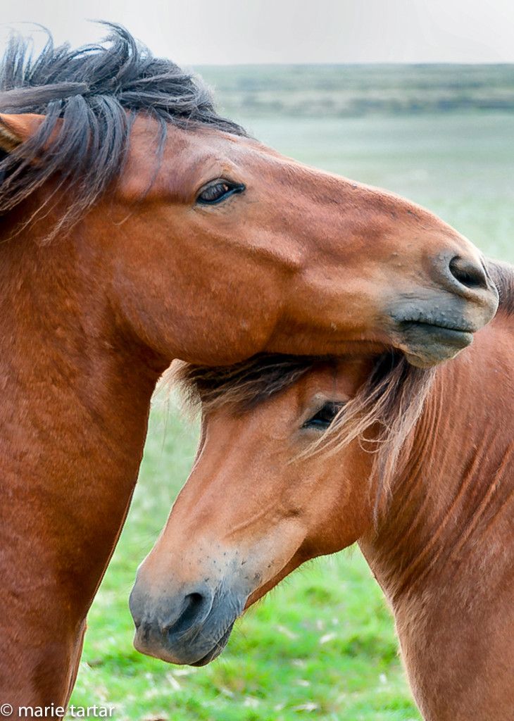 Pair of Icelandic horses