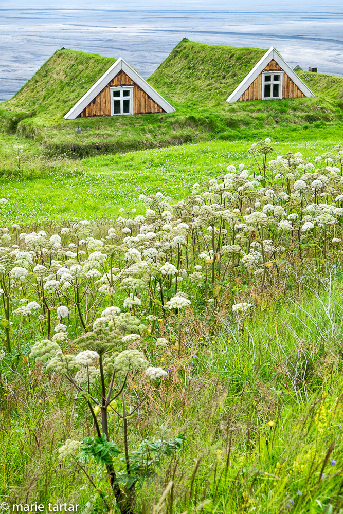 Angelica meadow and turf roofed traditional houses in Iceland