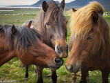 Icelandic horses nose to nose