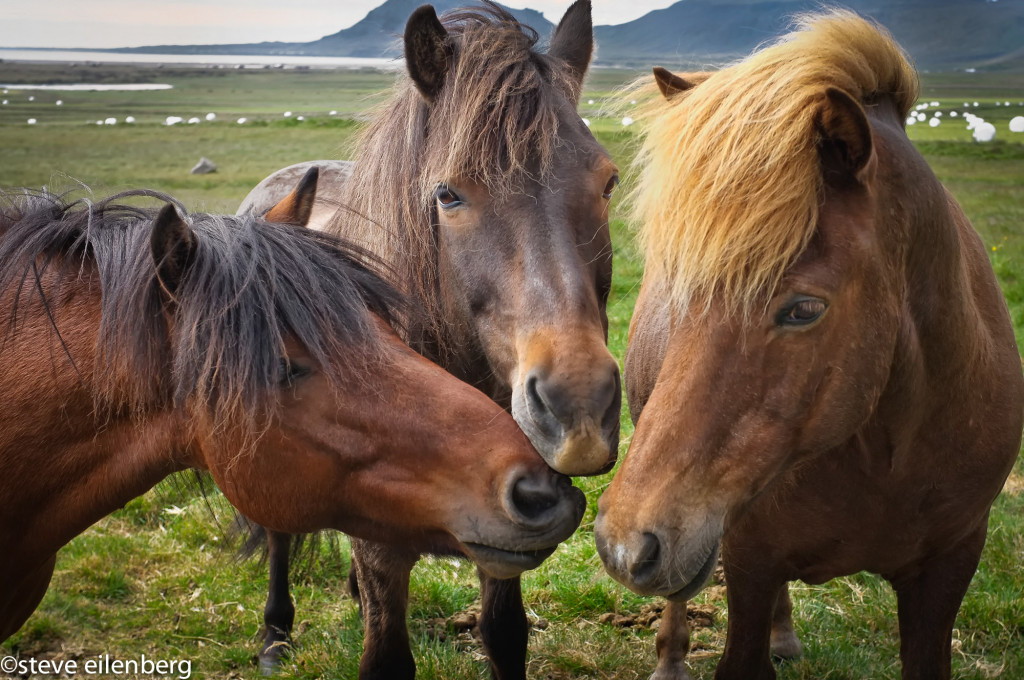 Icelandic horses nose to nose