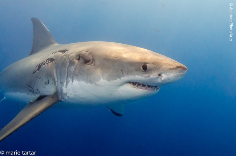 White sharks: Guadalupe Island, Mexico - Aperture Photo Arts