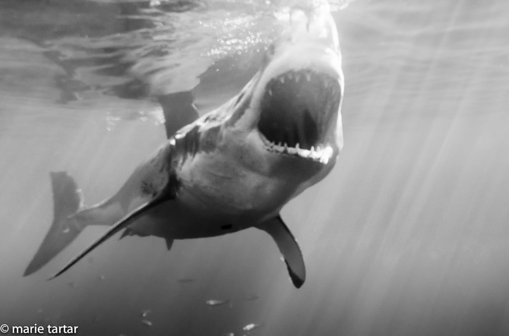 Great white shark with "jaws" open