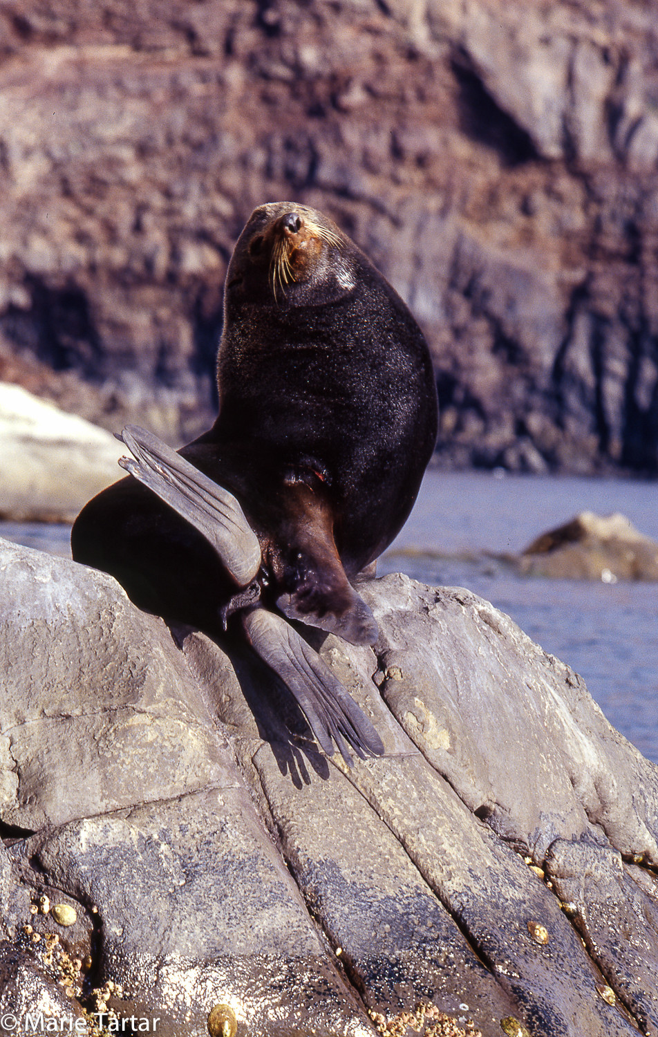 Guadalupe fur seal 