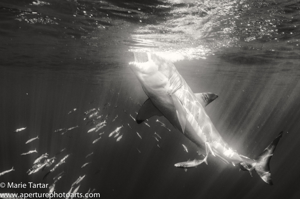 Great white shark feeding at Guadalupe Island