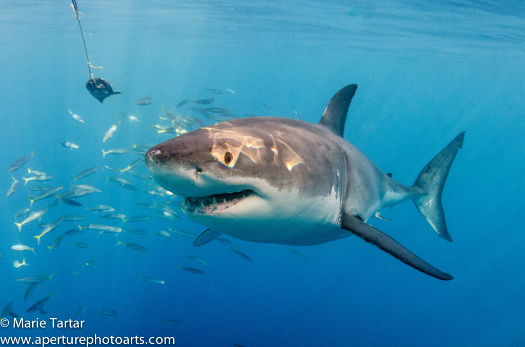 White shark at Guadalupe Island in Mexican waters