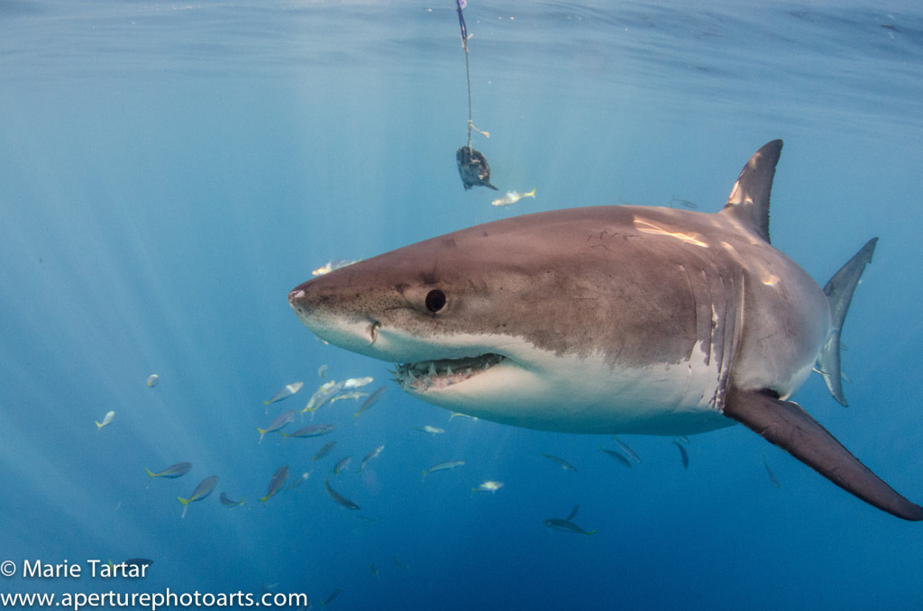 Great white shark at Guadalupe Island in Mexico