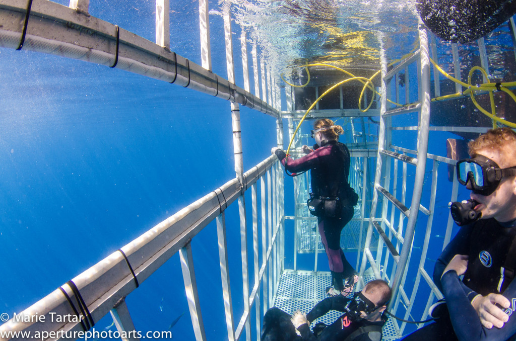 Cage divers waiting for shark sightings at Guadalupe Island in Mexico