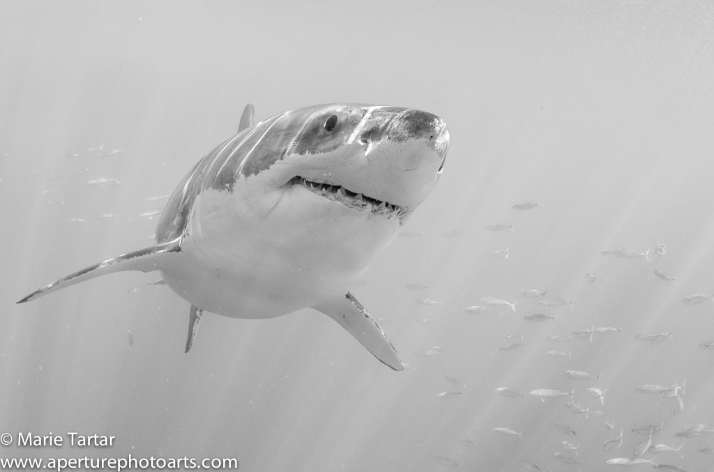 White shark at Guadalupe Island