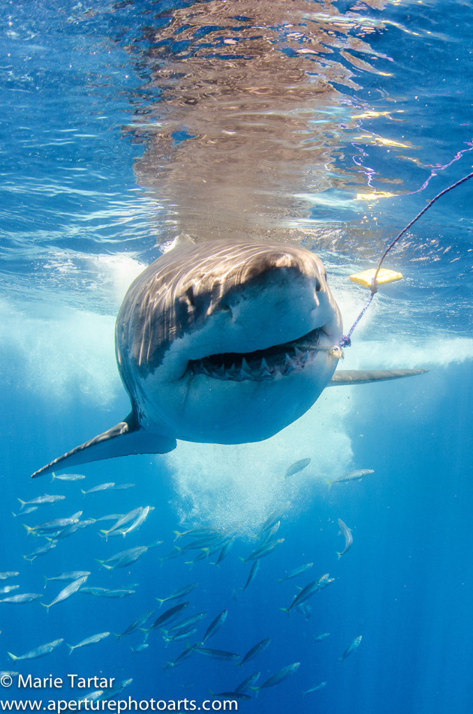 Great white shark nabs bait in Guadalupe Island