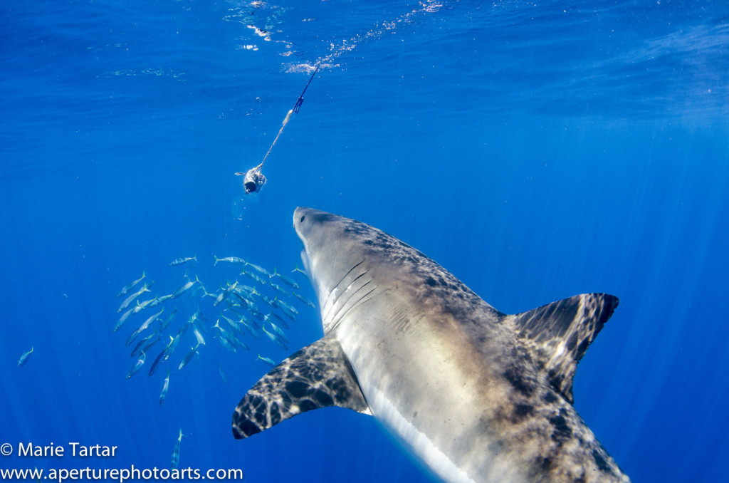 Great white shark attracted to fishhead bait at surface